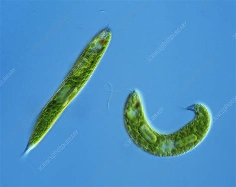 Freshwater Protist Stock Image C0126209 Science Photo Library