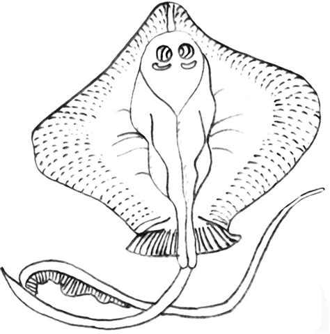 Sea Animal Stingray Coloring Pages For Kids