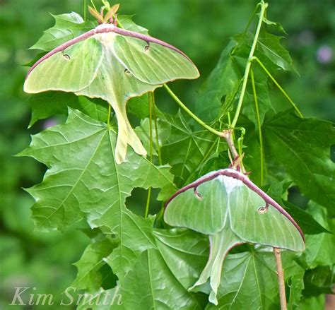 Luna Moth Eggs | Kim Smith Films