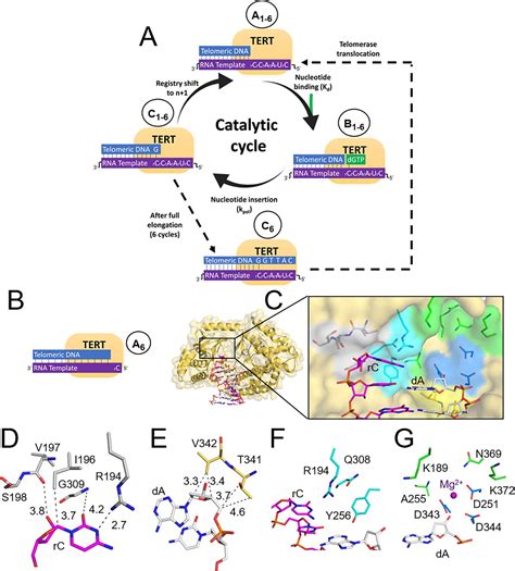 Mechanisms Of Nucleotide Selection By Telomerase Elife