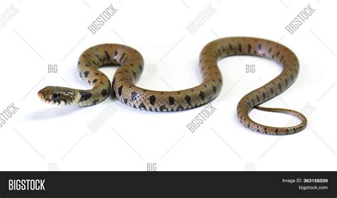 Snake Crawling Image And Photo Free Trial Bigstock