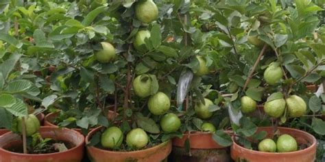 How To Grow Guava In Pot At Home In Hindi Garden Tips गमले में भी