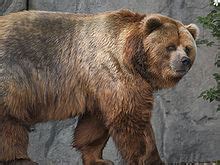 Kodiak bear - Wikipedia