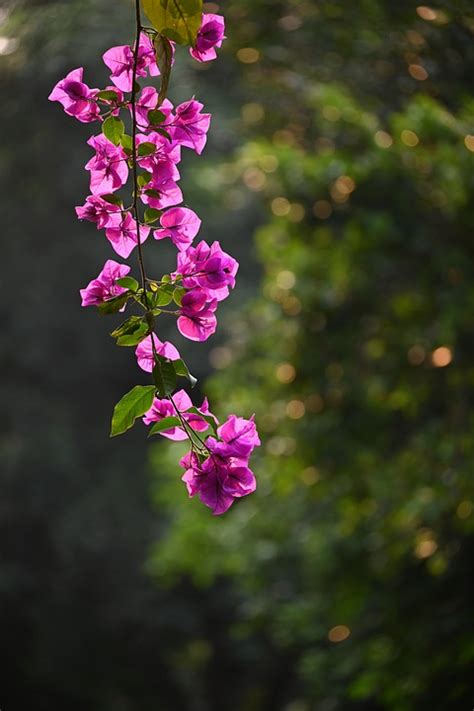 9 Wonderful Bougainvillea Care Tips