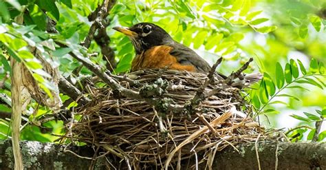 FAQs About Nesting Birds | Lyric Wild Bird Food