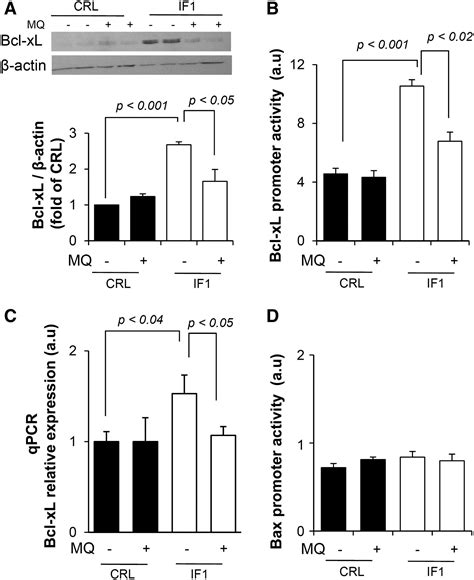 The Mitochondrial Atpase Inhibitory Factor 1 Triggers A Ros Mediated