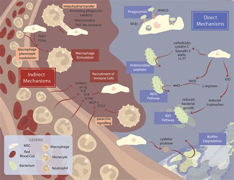 Frontiers Mesenchymal Stromal Cells As Potential Antimicrobial For