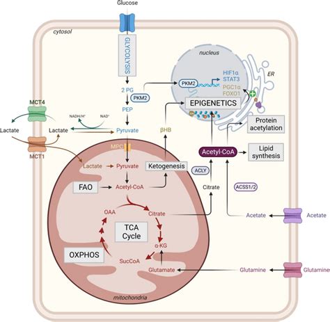 Contribution Of Acyl Coa To Intracellular Processes During Immune