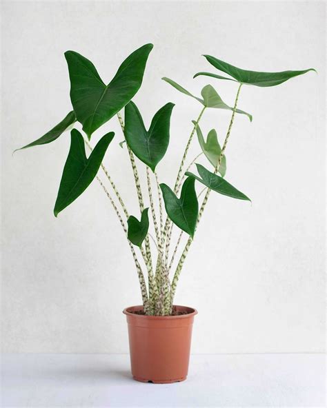 Shop Alocasia Zebrina XL (Olifantsoor) online | PLNTS.com