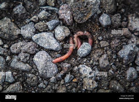 Lumbricus Terrestris Close Up Hi Res Stock Photography And Images Alamy