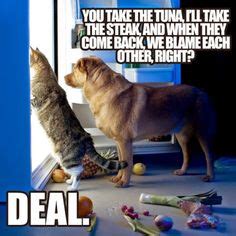 funny pictures  quotes images   funny pictures