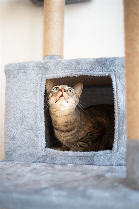Petco