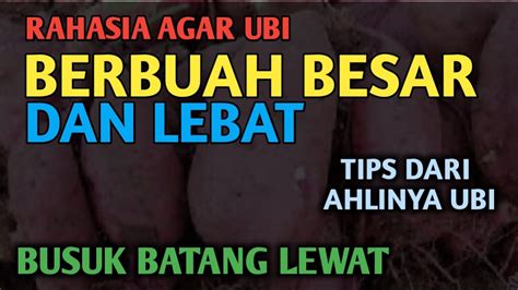 Cara Menanam Ubi Jalar Rahasia Agar Buah Lebat Dan Besar Besar Di