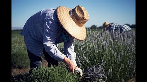 Araceli Farms A Lavender Farm With Purpose YouTube