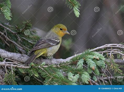 Female Western Tanager stock photo. Image of song, piranga - 126488422