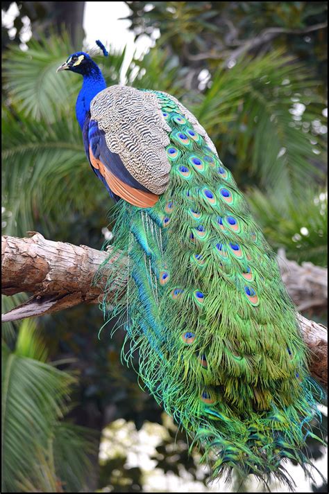 Peacock Los Angeles County Arboretum Arcadia Californi… Stan