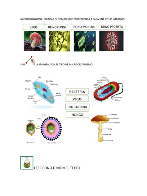 Ciencias Naturales | PDF | Plantas | Botánica