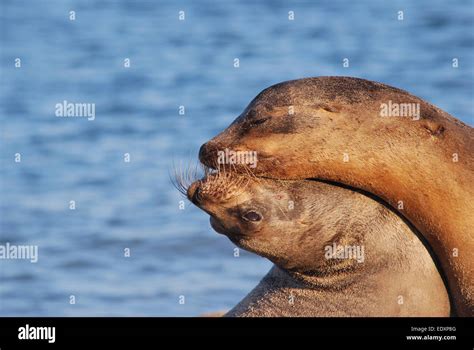 Mating sea lions in the Galápagos Islands Stock Photo - Alamy