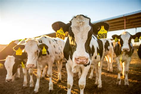 Tres Consejos Para Mejorar La Trazabilidad Alimentaria En La Industria