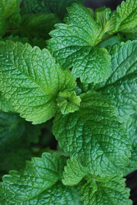 Lemon Balm Melissa Officinalis Stock Image Image Of Autumn