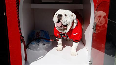 Uga Tra Le Mascotte Pi Belle Del Mondo Le Foto