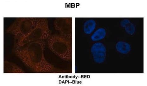 Myelin Basic Protein Mbp Antibody Flow Cytometry