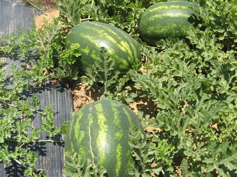 Griechische Leckeren Wassermelonen