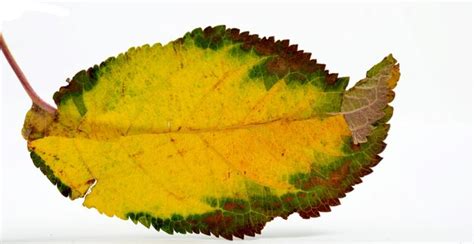 Premium Photo | Fall leaf isolated on white background