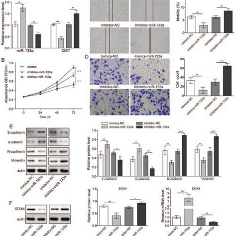 Effect Of Downregulation Of Xist On Glioma Cell Proliferation And