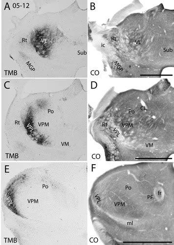 Cortical Callosal And Thalamic Connections From Primary Somatosensory