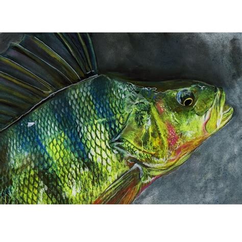 Jack Tarpon Fishing Art On Twitter Rt Tarpon Art European Perch Art