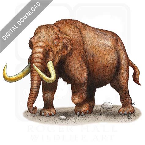 American Mastodon - Signed Fine Art Print - inkart