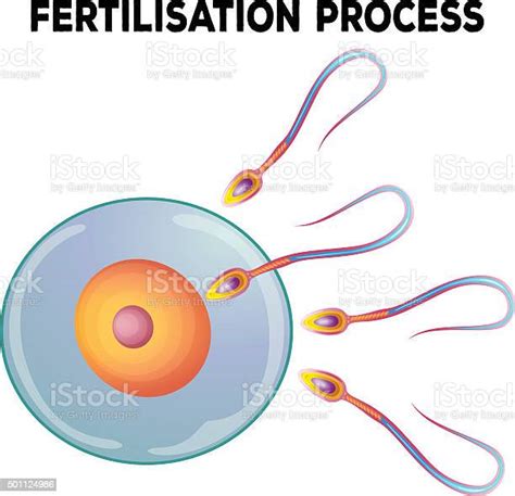 Vetores De Diagrama De Processo De Fertilização E Mais Imagens De