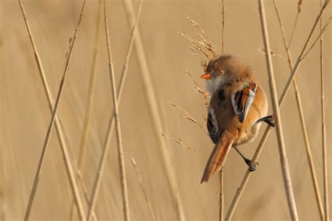 Oiseaux De Jean Pierre Cappe Oiseaux Normands Week End Du