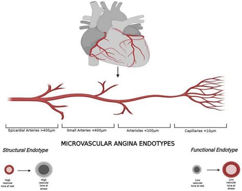 | Coronary macro-and microcirculation and microvascular angina ...