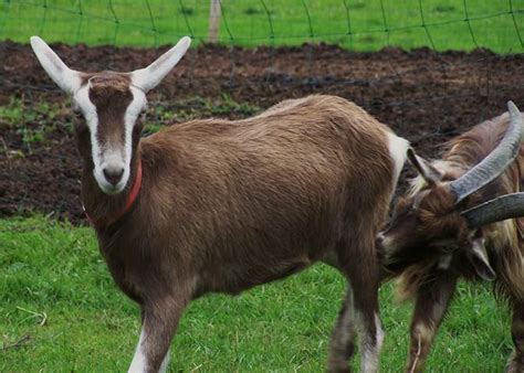 Goat Breeds All About Goats