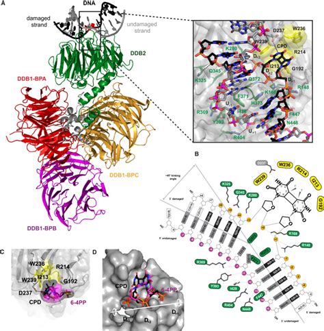 The Molecular Basis Of CRL4DDB2 CSA Ubiquitin Ligase Architecture