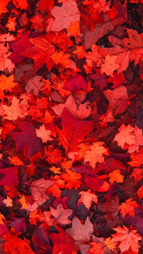 Fallen Leaves Wallpaper IXpap