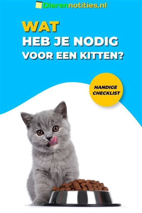 Wat Heb Je Nodig Voor Een Kitten Handige Checklist Voor Jou En Je