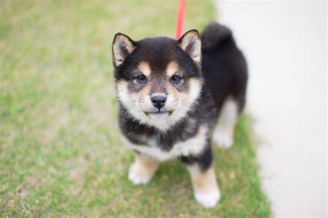 柴犬のしつけは難しい？【短時間集中】おやつやご飯を与える際の【まて】のしつけ方 ヨムーノ