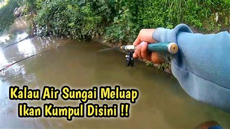 Full Poin Ikan Tawes Mancing Saat Banjir Di Spot Sungai Bengawan Solo