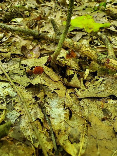 Marasmius Fulvoferrugineus From Waveland IN 47989 USA On August 22