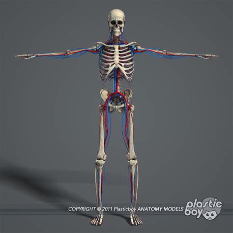 3d Essential Female Anatomy Model