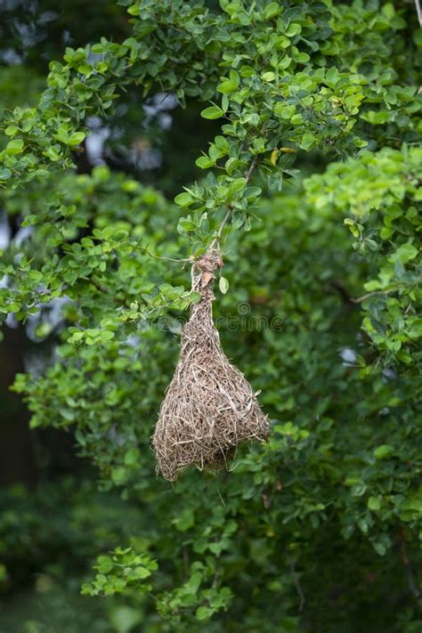 Baya Weaver Nest Stock Image Image Of Retort Tying