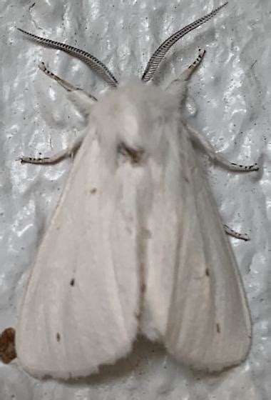 White Moth Tiger Spilosoma Virginica Bugguide Net