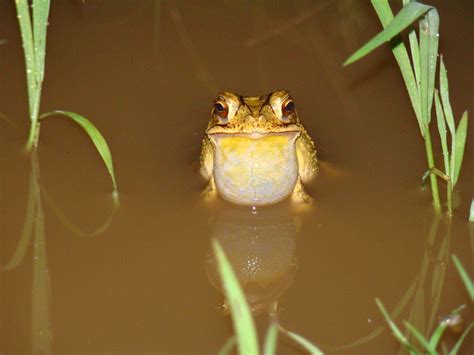 Gulf Coast Toads: Poisonous Or Not? The Truth Revealed!