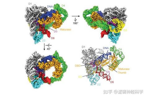 Science︱耶鲁大学科研团队解析了移动内含子逆转录元件结合特定dna底物的复合物结构 知乎