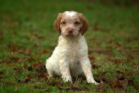 A Small White And Brown Dog Sitting On Top Of A Green Grass Covered