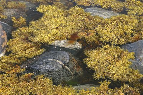 Водоросли приморского края сообщение