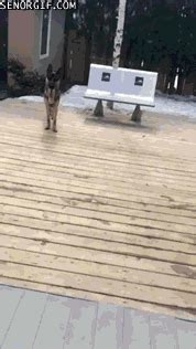 dog fail | GIF | PrimoGIF